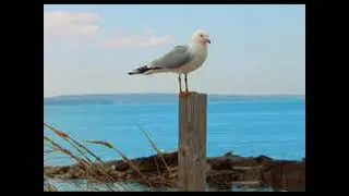 l'oc&eacute;an et le chant des mouettes / the ocean and the song of the seagulls