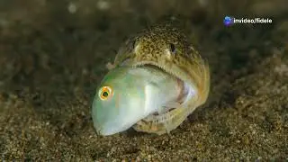 The underwater love story:fish reproduction @H-Fidele250 #friends #music #fishing #reproduction
