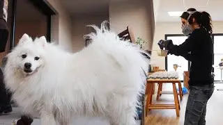 20 minutes of motivation. And 20 seconds of my dog's rear end | Story 11