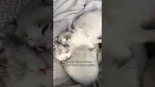 Ragdoll kitten transformation #ragdolls #kittens