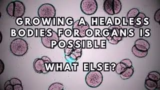 Growing Headless Bodies for Organs is Possible: What Else?