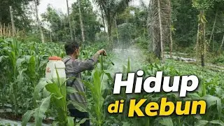 Hidup di Kebun Secara Alami dan Mandiri Menanam Pangan Sendiri dari Rumah