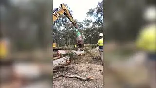 Scarred Tree Removal, NSW
