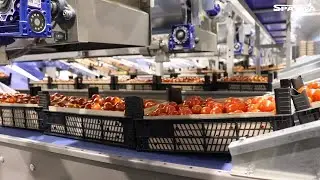 Packing and sorting line for cherry tomatoes - Spayka