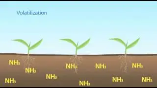 Nitrogen Volatilization