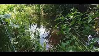 Ngeri!! mancing di Rawa-rawa  ikanya pada ngumpul, nunggu umpan jatuh. #hobbymancing//#reeldaido#