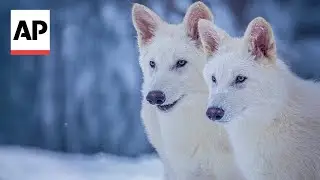 Scientists genetically engineer wolves to resemble extinct dire wolf