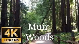A 4k Virtual Walk in Muir Woods National Monument with relaxing synth music