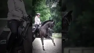 Top 5 Horse Breeds for Dressage creds: @blackequine.official #shorts #horse #edit #tiktok