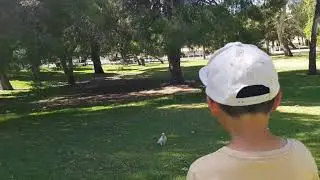 Veale Gardens - Adl