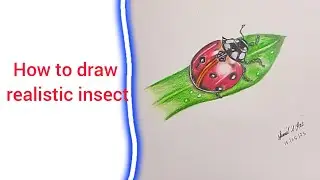How to draw an insect | easy drawing with colour pencils| so realistic art| full video