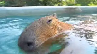 Summertime is Pool Time