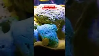 /AGGRESIVE DOMINO DAMSELFISH/🐠🐡🐳🐋🐬🦭