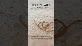 Horsehair worm parasite kills grasshopper. #amazing #nature #shorts