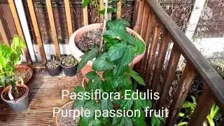 Passiflora Edulis ( purple passion fruit ) March update, mealy bug treatment