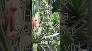 UNUSUAL CACTI & OTHER SUCCULENTS in the Tropics: Visiting Singapore Botanic Gardens #shorts #cacti