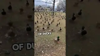 Army of ducks thinks she's their mom #shorts
