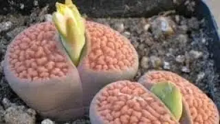 menze akufune embhedeni | udumbasbumbu | udumbakasbumbu