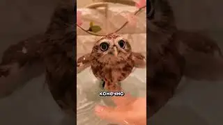 Милые домашние совы!