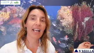 Apadrinamientos LIBERA | S&rsquo;Agulla