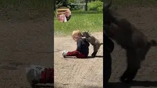 Козлёнок обожает малыша #милый #счастливый #смешной