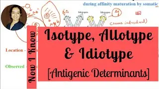 Isotype, Allotype & Idiotype – What is the Difference?