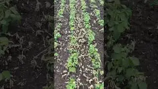 Upturn herbicide ka result 24 ghante me #farming #herbicides