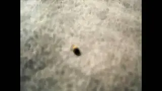 Black and orange insect