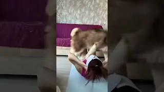 Мама наконец решила заняться спортом #shortvideo #husky #dog #video #shot