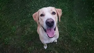 a goodbye to my handsome boy🤍 (puppy tribute - to build a home)