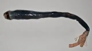The Mystery of the 5 Foot Long Shipworm Just Got Stinkier
