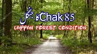 Forest of layyah || forest conditions in 85TDA || Chak 85 ka Jungel ||chak 85 tda #extratimecreation