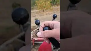 Tanjirača pipalica
