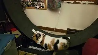 This cat can run faster than forest gump