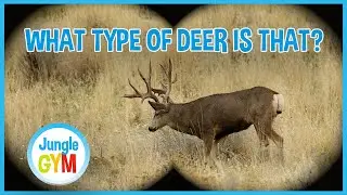 JungleGym Animal School: Different Deer!