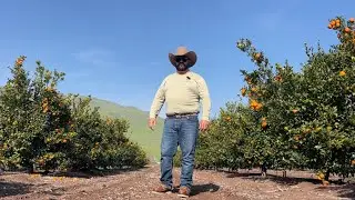 Los limones están bien jugosos  y lla casi lisos pa cosecharlos 🍋🍋