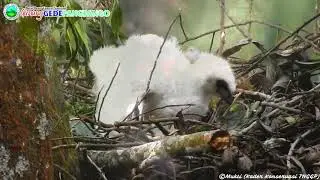 Lahirnya Sang Penguasa Langit Jawa - BBTNGGP