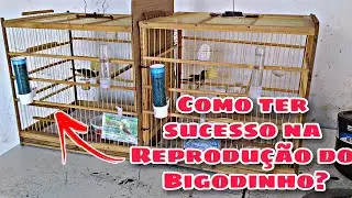 # 114 COMO REPRODUZIR O BIGODINHO FÁCIL?