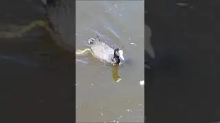 Утка