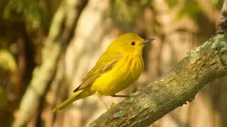 Yellow Warbler Preening and Nest Building🪺🐤