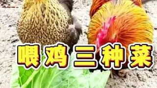 #养鸡小妙招