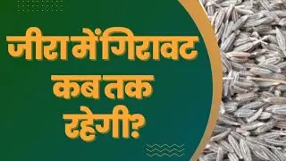 अभी-अभी जीरा भाव में गिरावट #jeera #commodity #hindi #unjha #ncdex #viral #spicy #spice