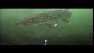 Underwater Ice Fishing - Devil's Lake WI