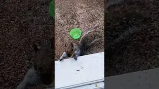 ice age squirrel