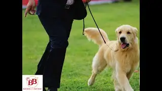 LA FIGURA DELL’HANDLER