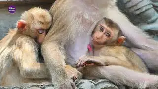 Mama Monkey Molla is really kind she always takes care of her child Molly when he wants milk