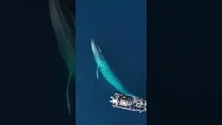 A very amazing meeting of tourists with a whale. There's no other way to call it