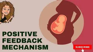 Positive feedback mechanism + normal childbirth