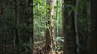 POV: Walking Through a Breathtaking Forest | Pixel 8 Pro Cinematic Nature Shot 🌿#pixel8pro