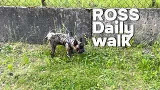 Ross daily walk | French bulldog